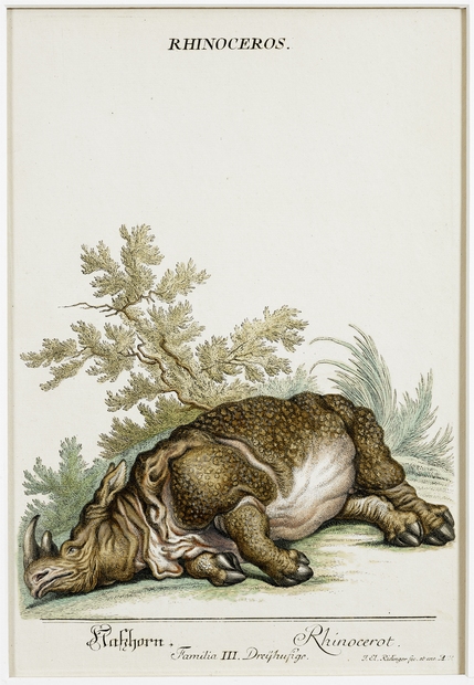 Gravures Rhinocéros collection Jim Monson N°161 M E Redinger 1768 ref R305