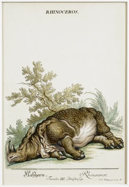 Gravures Rhinocéros collection Jim Monson N°161 M E Redinger 1768 ref R305