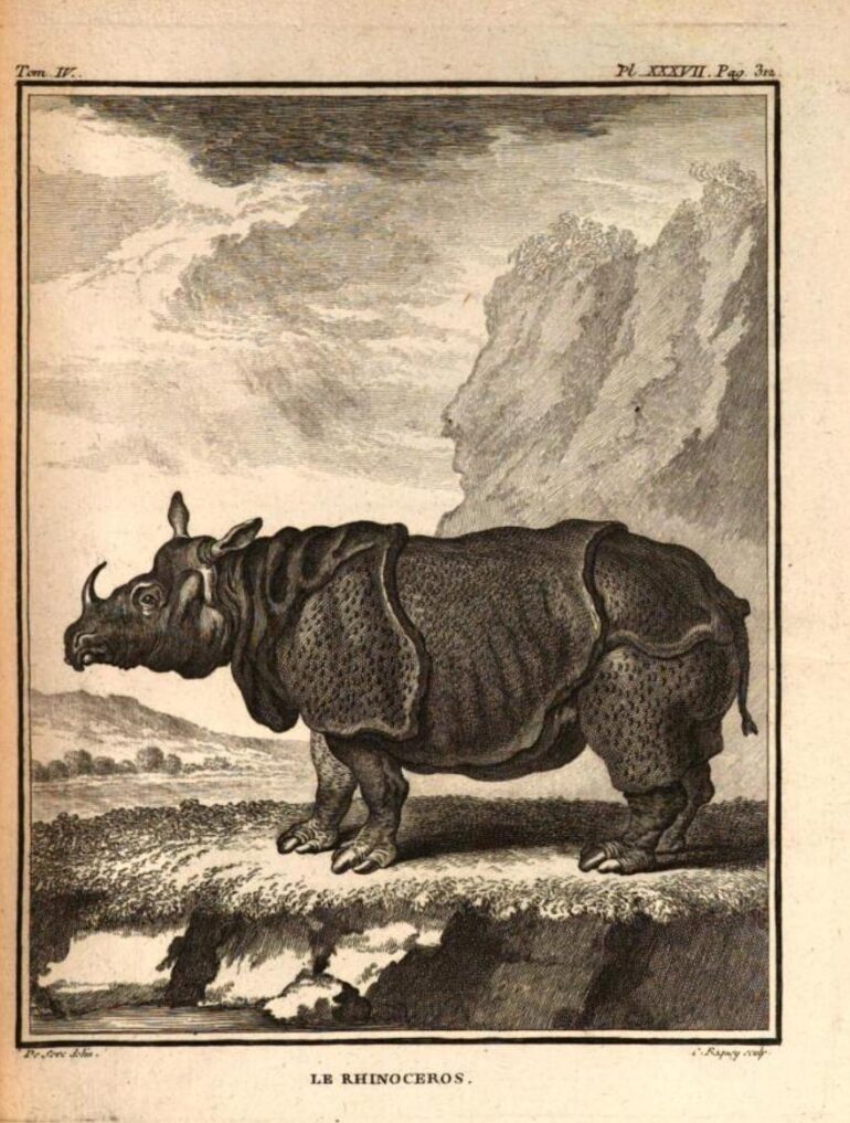Buffon 1763 Le Rhinoceros