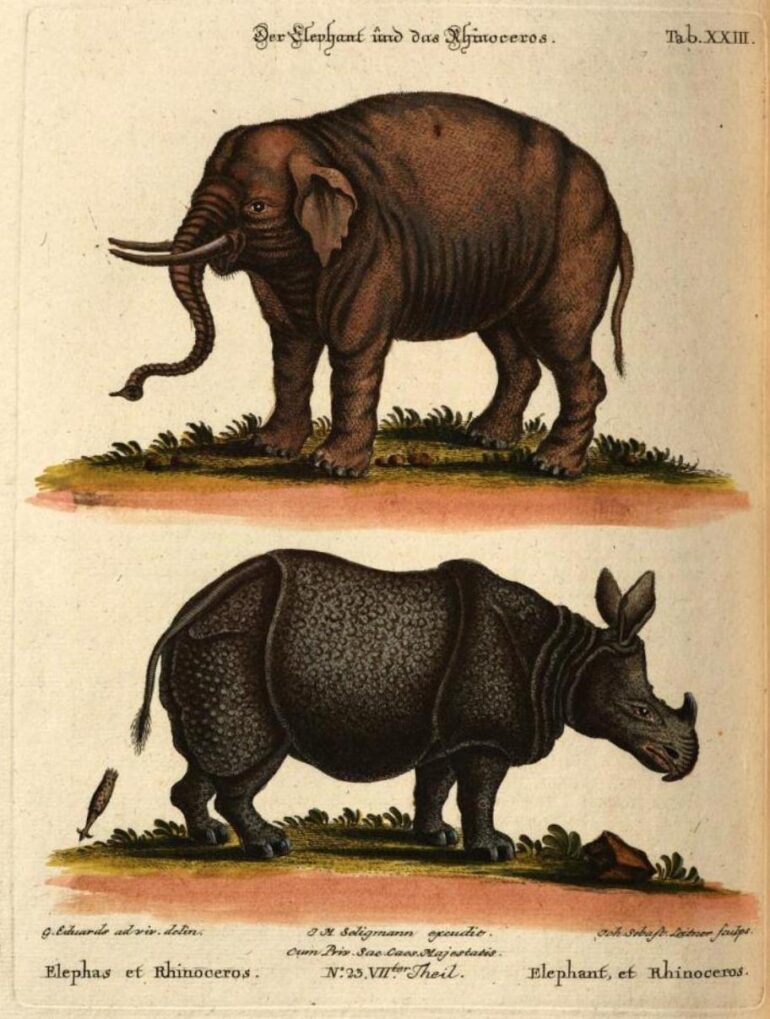 Seligmann 1770 Sammlung