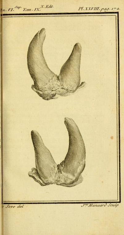 Buffon 1777 double horns