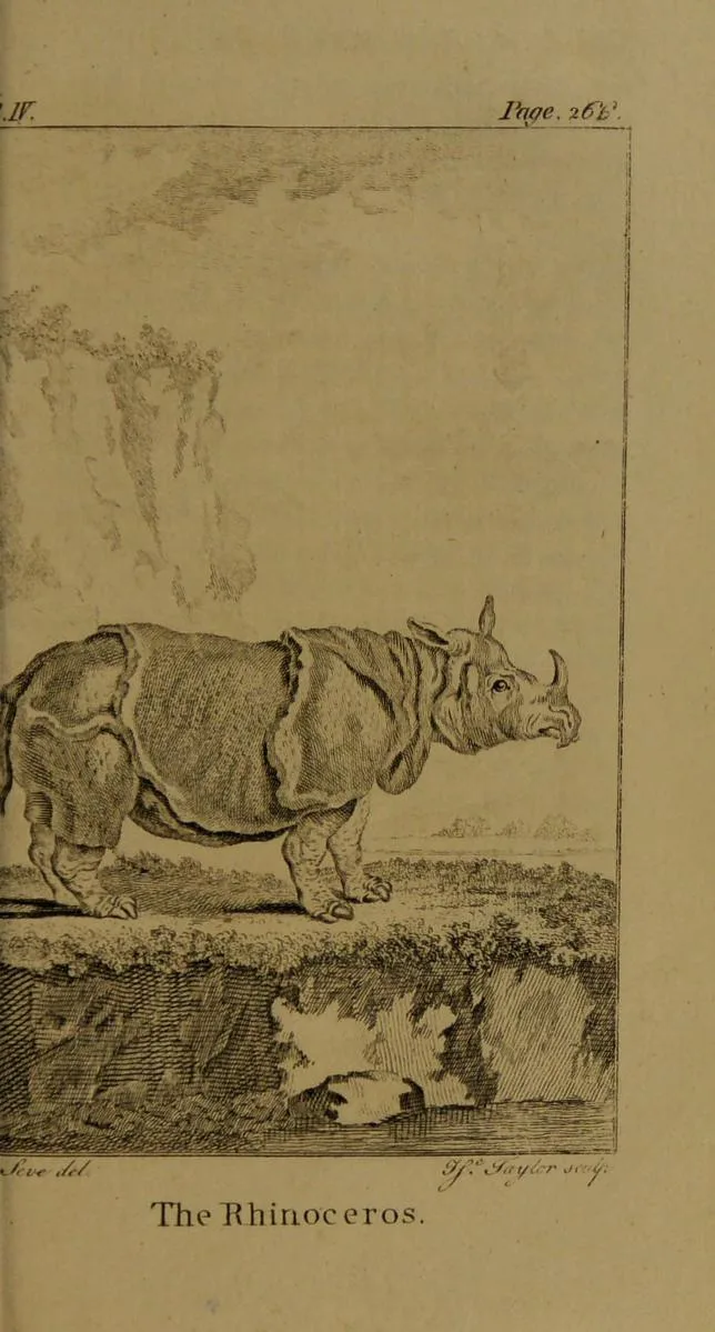 Goldsmith 1791 Rhinoceros