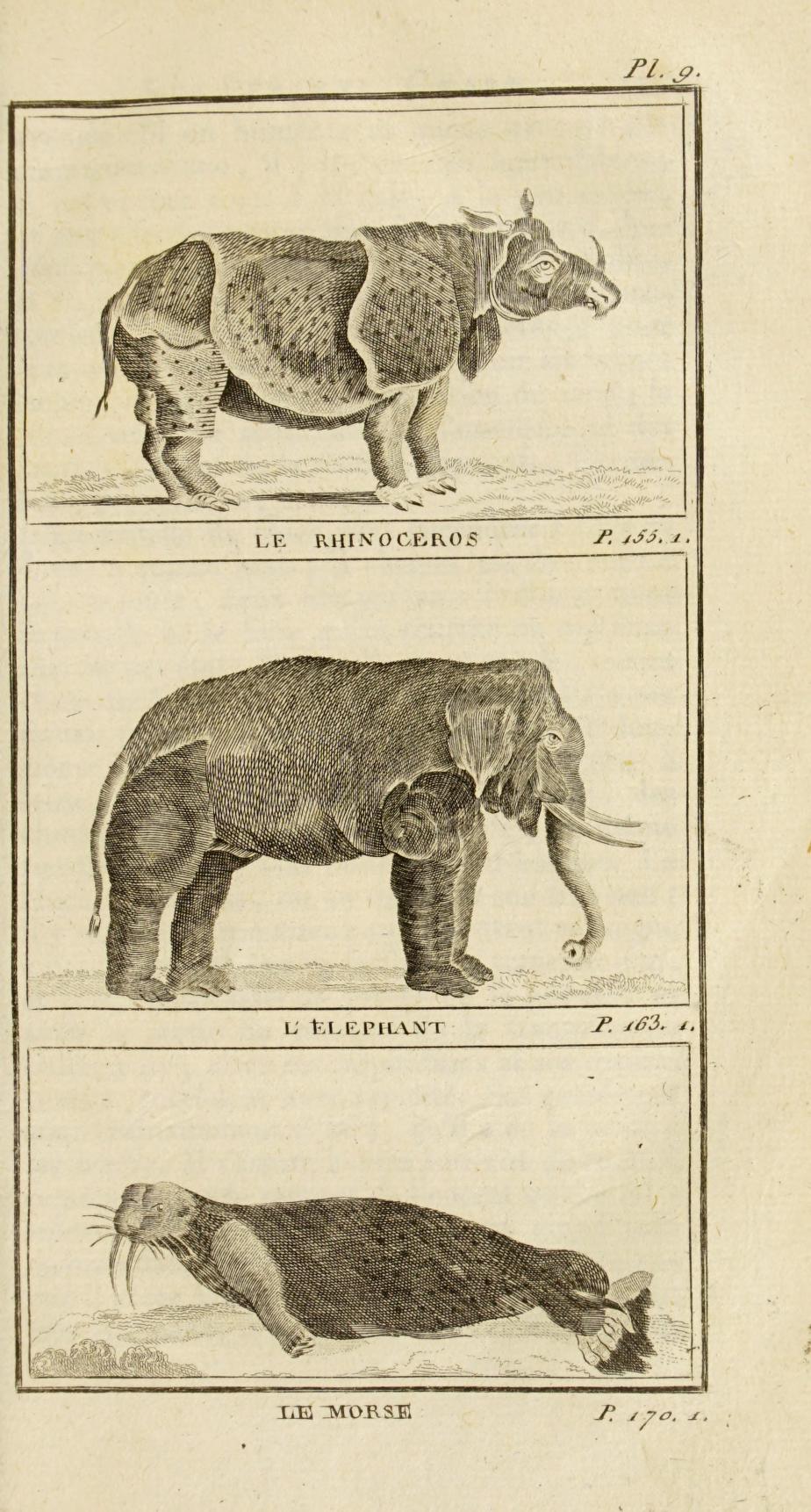 Gilibert 1805 Rhinoceros