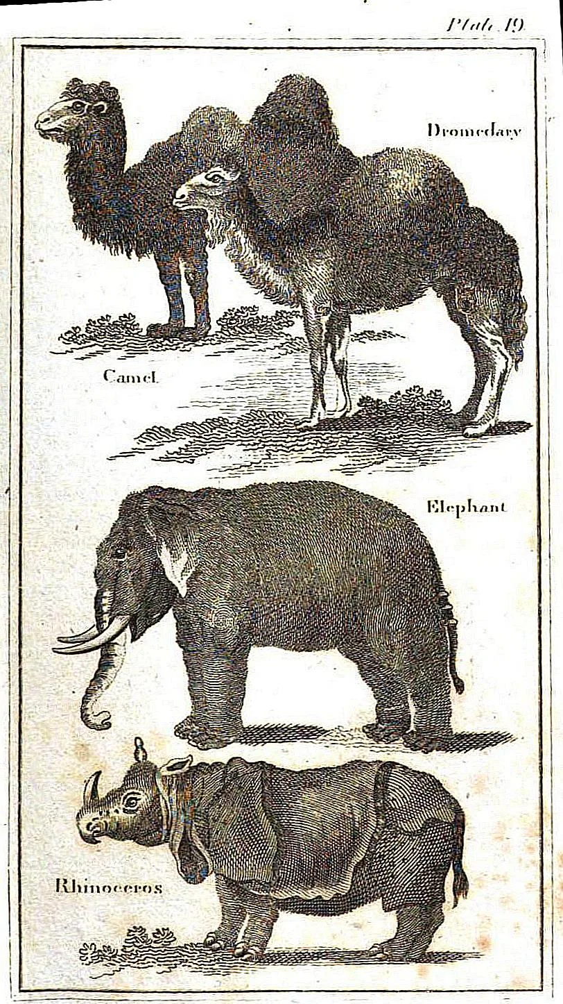 Buffon System 1811