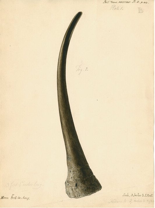 Clift 1822 horn of white rhino
