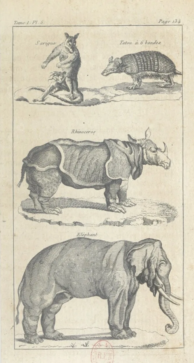 Cotte 1819 Beautés