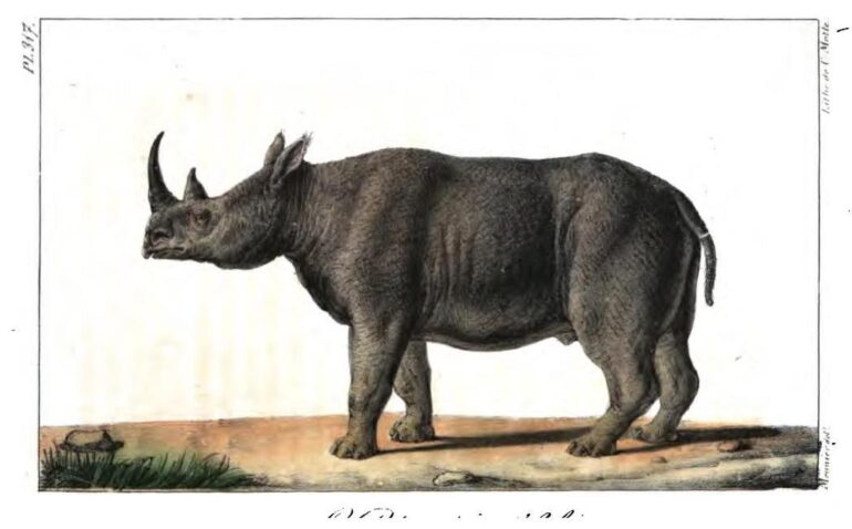 Buffon edn Desmarest 1827 two-horned