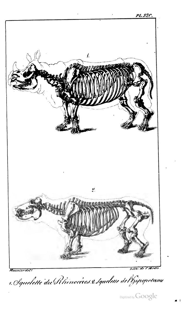Buffon edn Desmarest 1827 skeleton