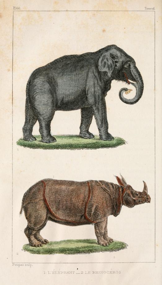 Buffon 1830 engraved Pauquet