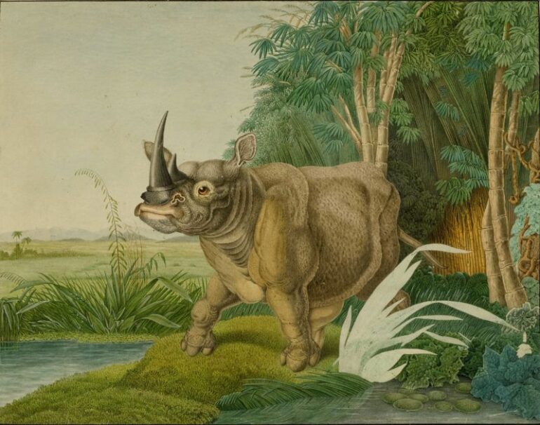 Zoetl 1861 white rhino