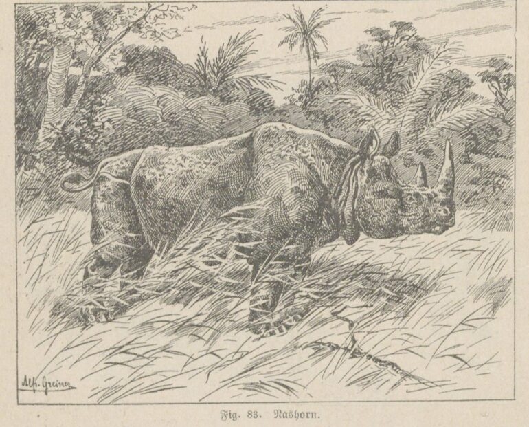 Matthes 1895 Black rhino