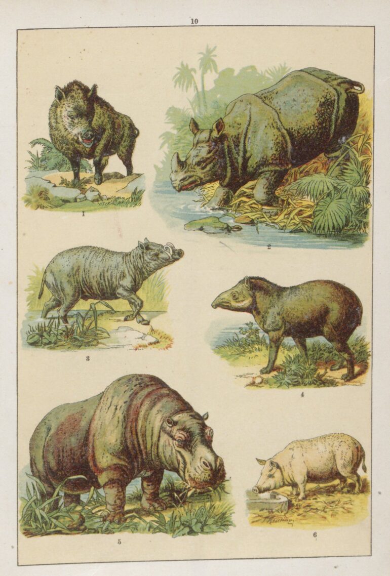 Matthes 1895 Indian rhino