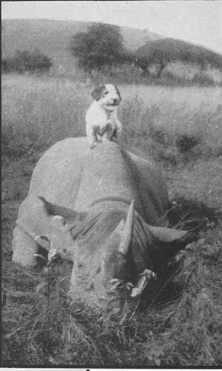 Laragwe 1927 Sealyham