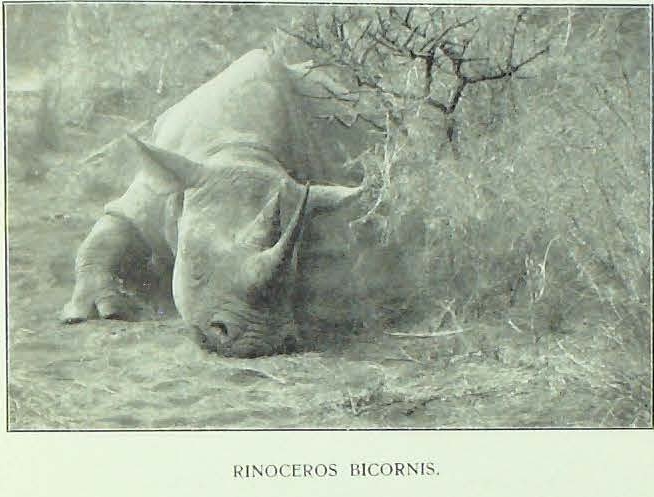 Zammarano first black rhino