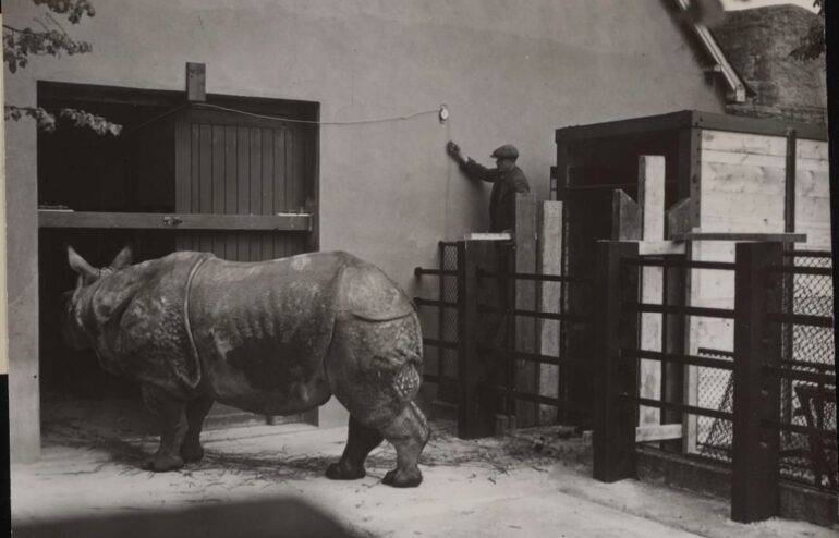 Indian rhino Felix 1939 London