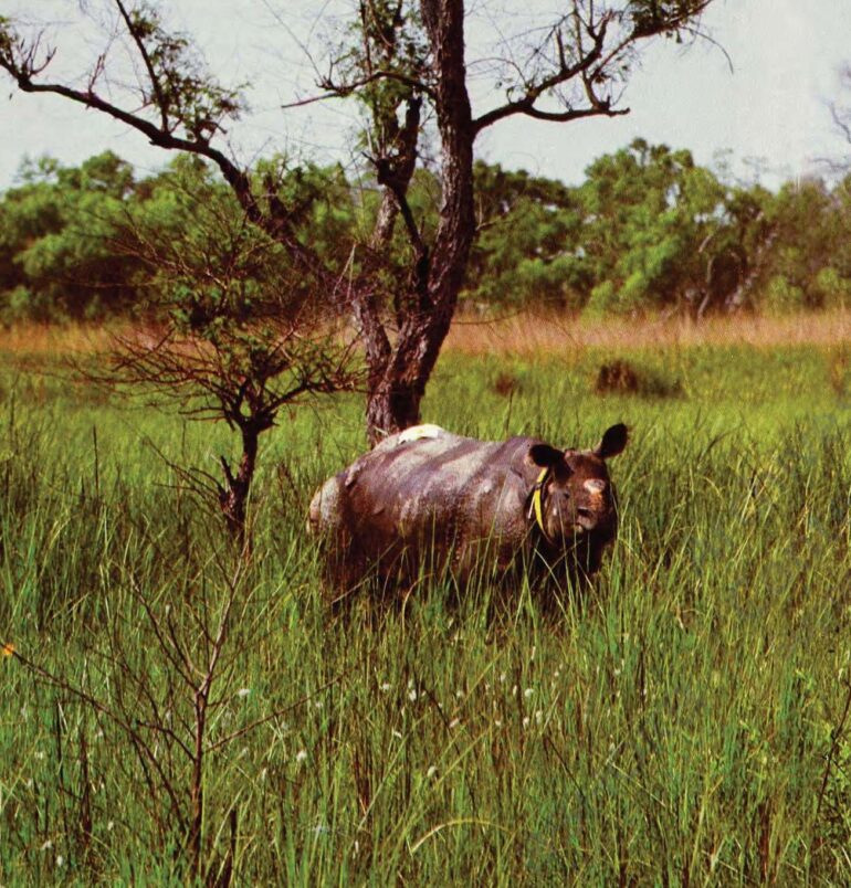 Dudhwa 1984 translocation