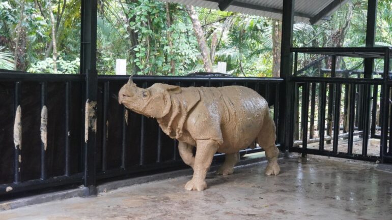 Javan 2025 Ujung Kulon