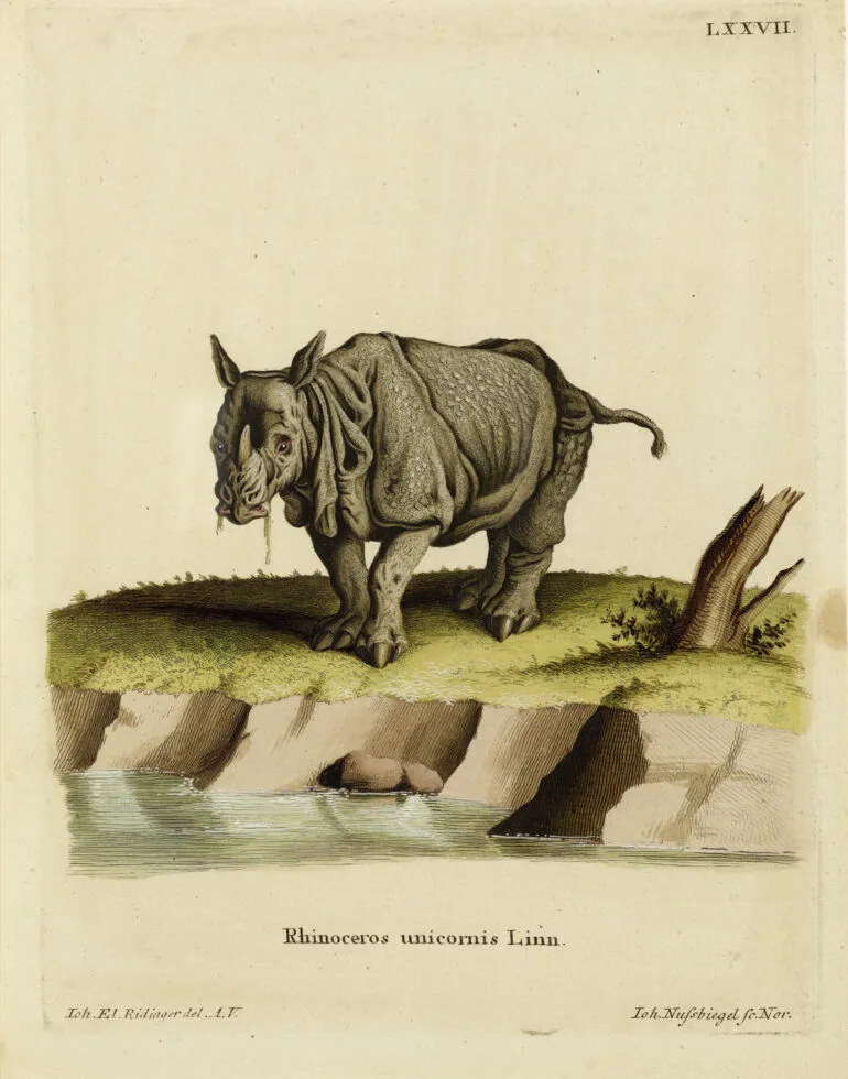 Gravures Rhinocéros collection Jim Monson N°169 VON SCHREIBER 1775 ref R 202