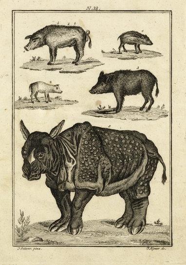 Gravures Rhinocéros collection Jim Monson N°188 VON BAUMEISTER 1791 ref R 344