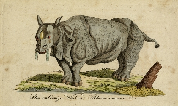 Gravures Rhinocéros collection Jim Monson N°190 BECHSSTEIN 1793 ref R 297