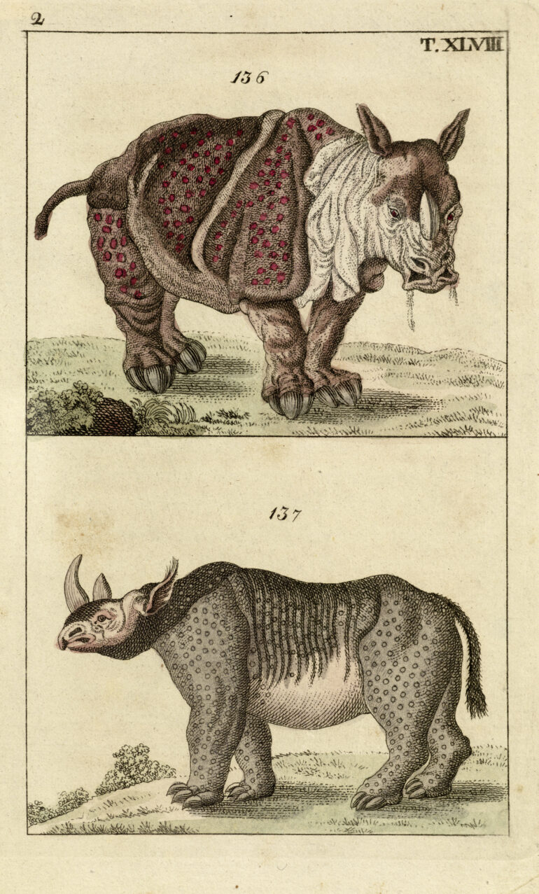 Gravures Rhinocéros collection Jim Monson N°212 WILHELM 1806 ref R 147
