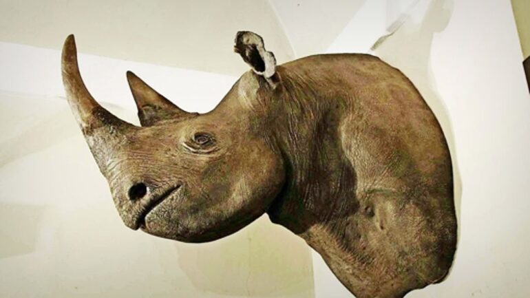 Macerata black rhino