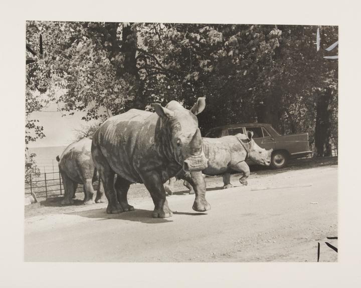 Woburn 1970 white rhino