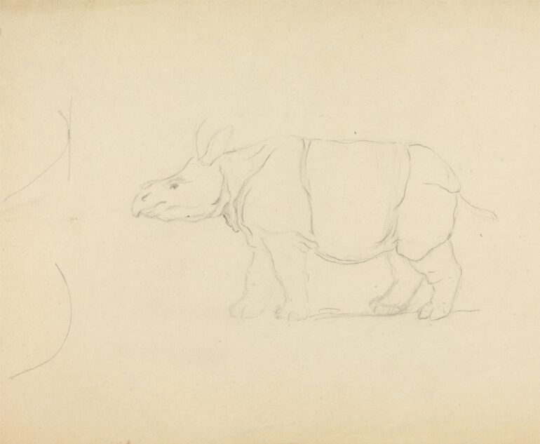 Sowerby rhinoceros undated