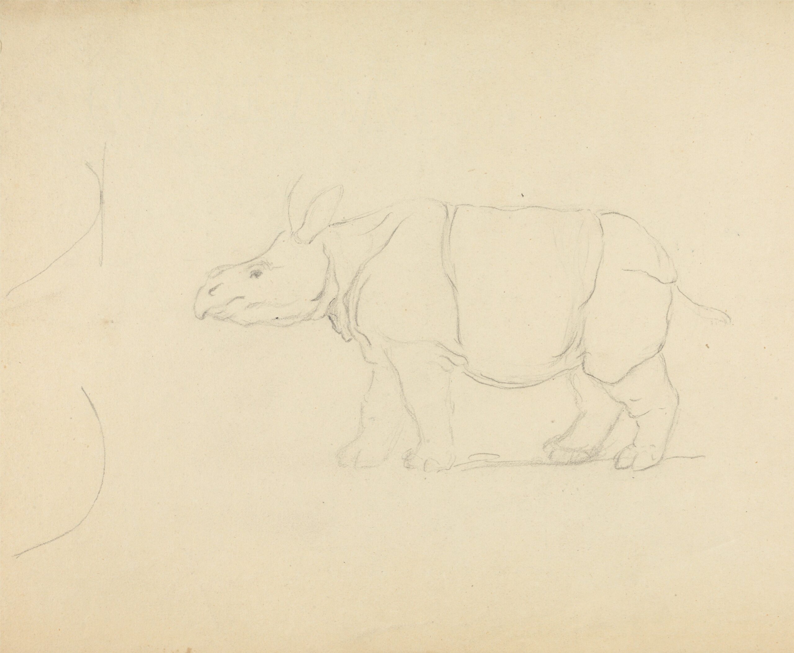 Sowerby rhinoceros undated