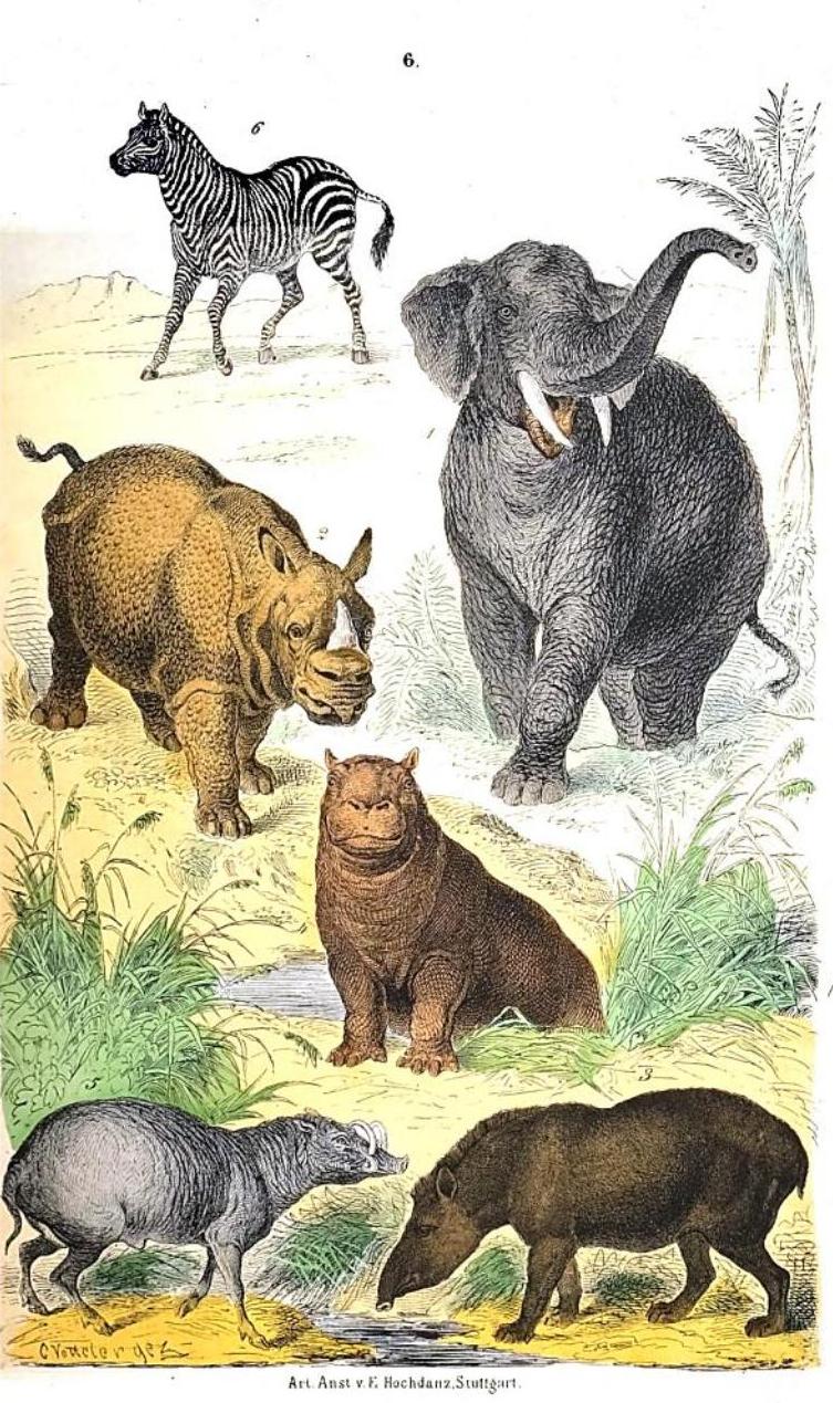 Rebau 1880 Naturgeschichte