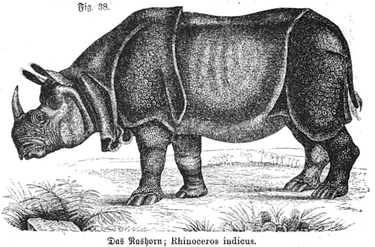 Indicus 1892 Methodischer Leitfaden