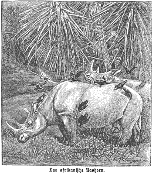 Black rhino with oxpeckers 1894