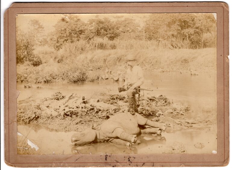 Javan rhino at Tjitelang 1895