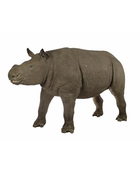 National Museums Scotland 1902 sumatrensis