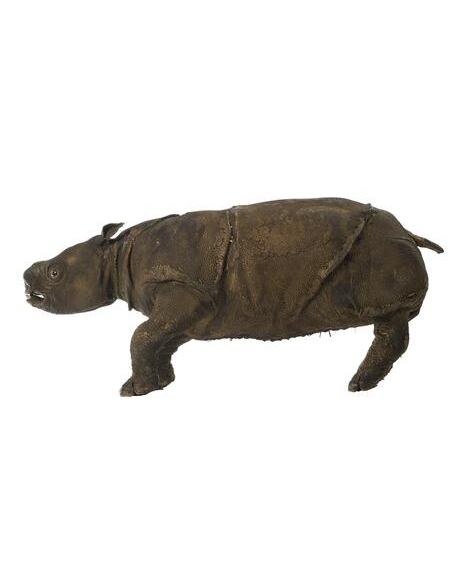 Edinburgh Museum 2001 sondaicus