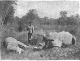 Powell Cotton 1907 nile rhino