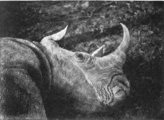powell cotton 1907 rhino head