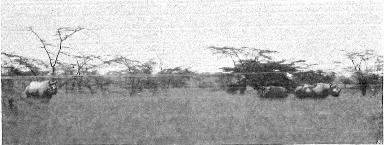 Berger at Guaso Njiro