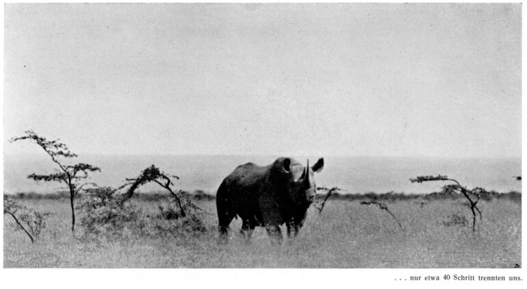 Berger hunting in Kenya
