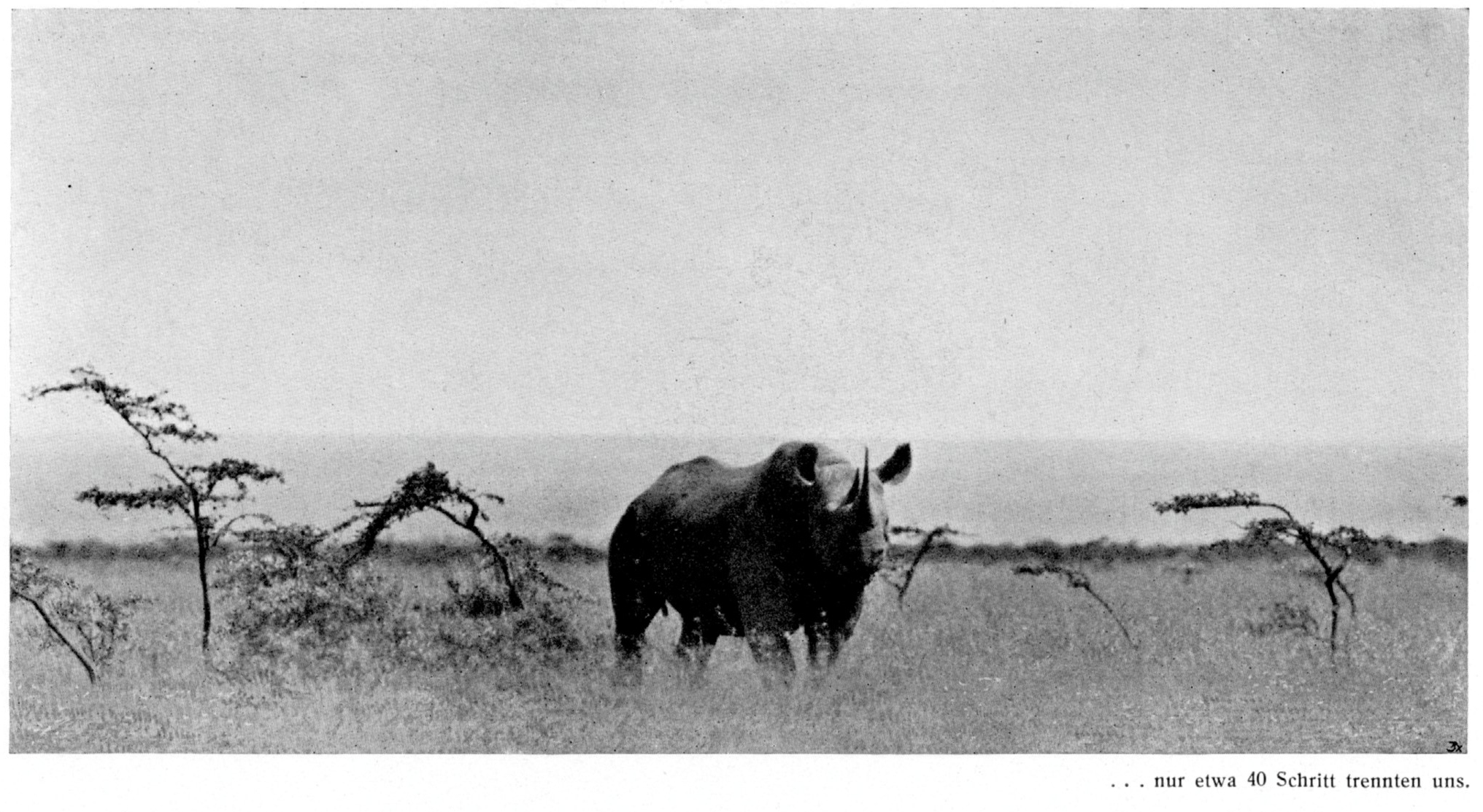 Berger hunting in Kenya