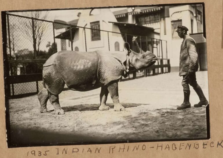Hagenbeck 1935 Indian rhino