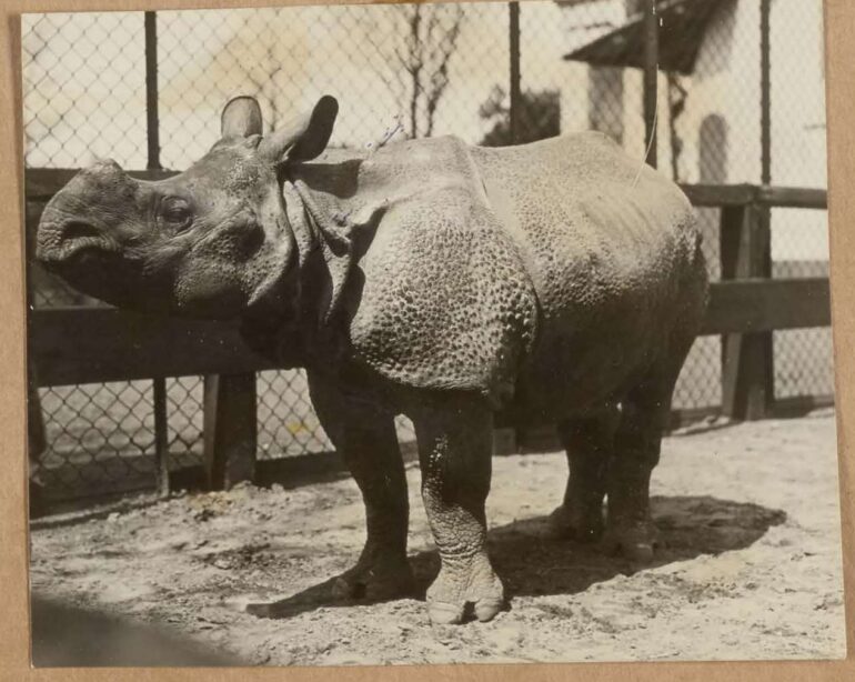 Hagenbeck Zoo 1935
