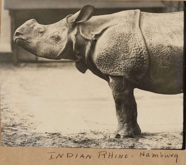 Hagenbeck Indian rhino
