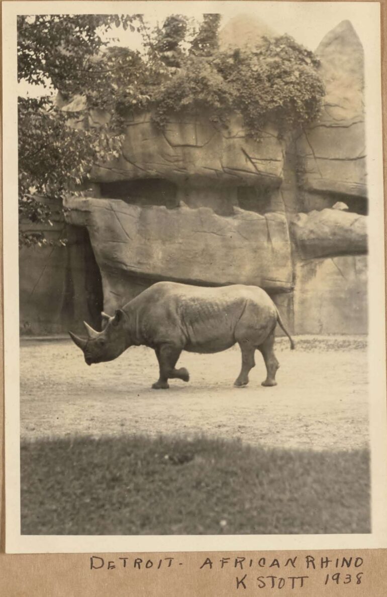 Detroit 1938 black rhino