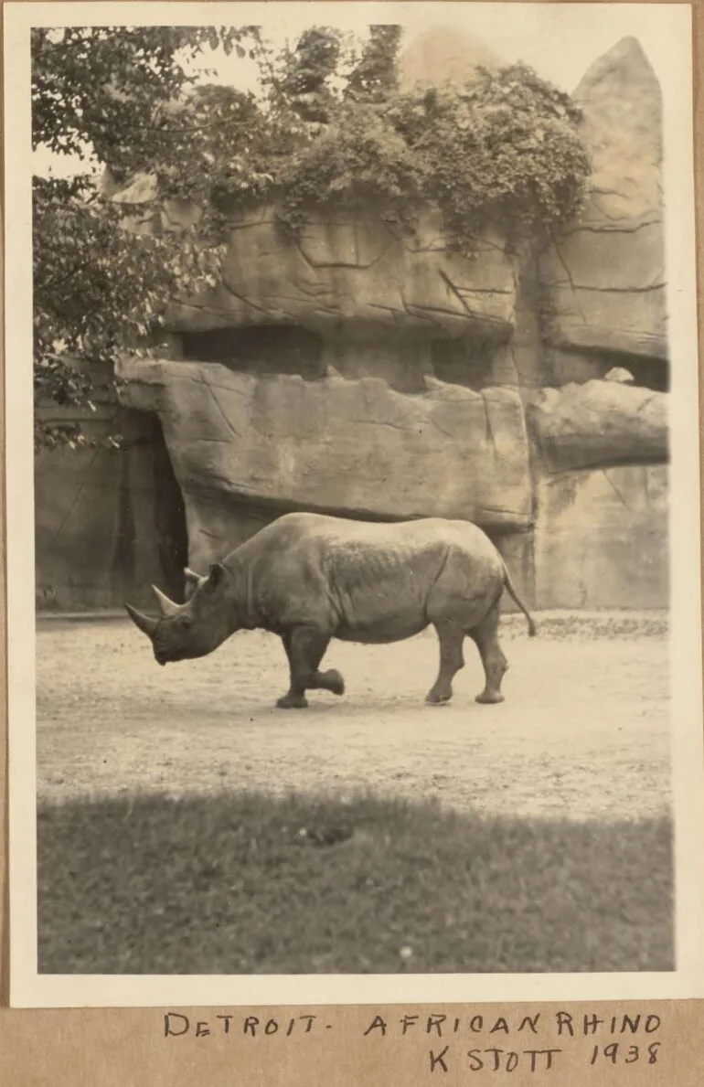 Detroit 1938 black rhino