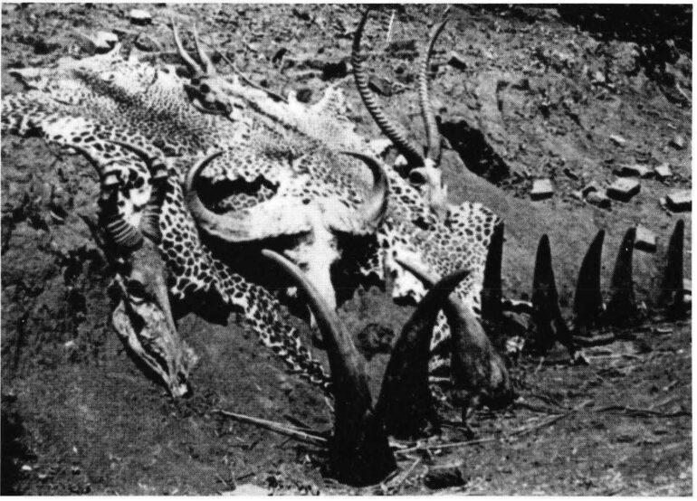 Lebrun 1912 Hunting Trophies