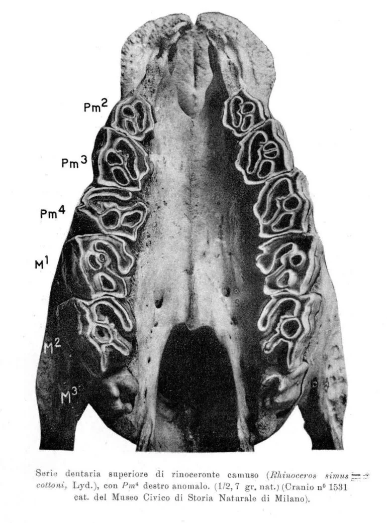 Skull of Nile rhino
