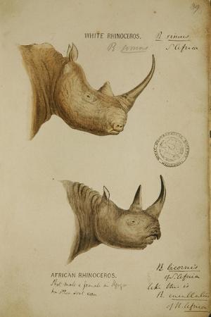 Speke 2 kinds of rhino