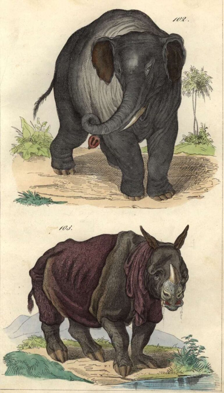 Janos 1853 after Ridinger