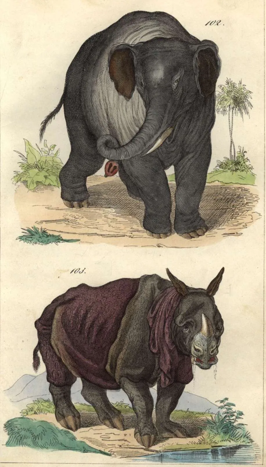 Janos 1853 after Ridinger — Rhino Resource Center